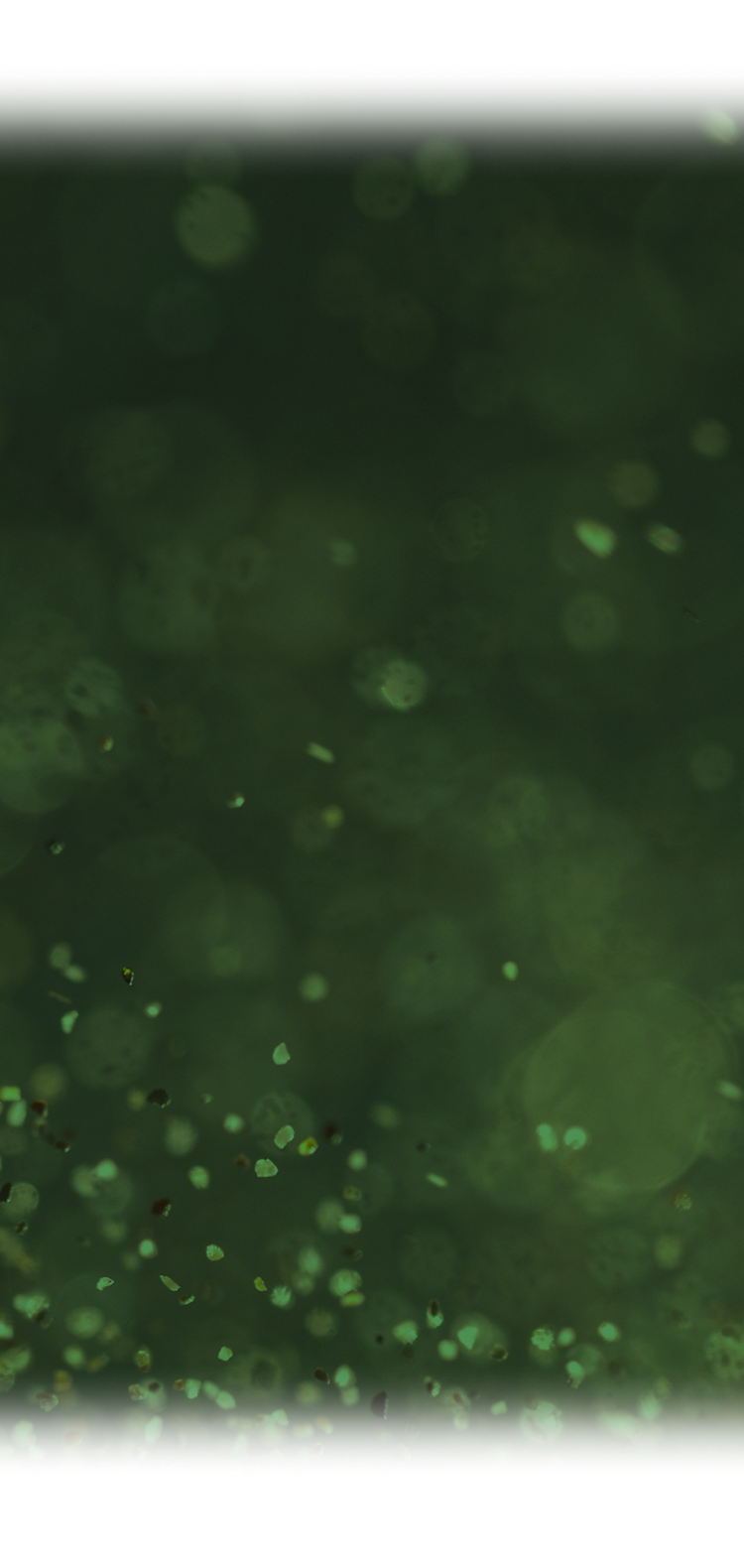 wicked_concept_bg_sp